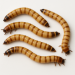 Beetle larvae বিটল লার্ভা